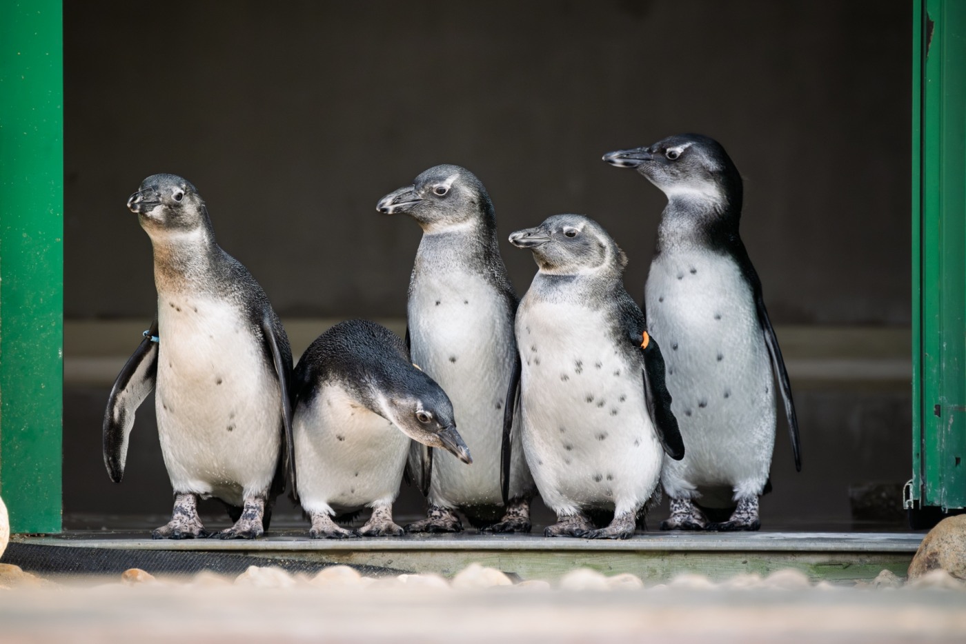 Malí tučňáci už objevují venkovní expozici