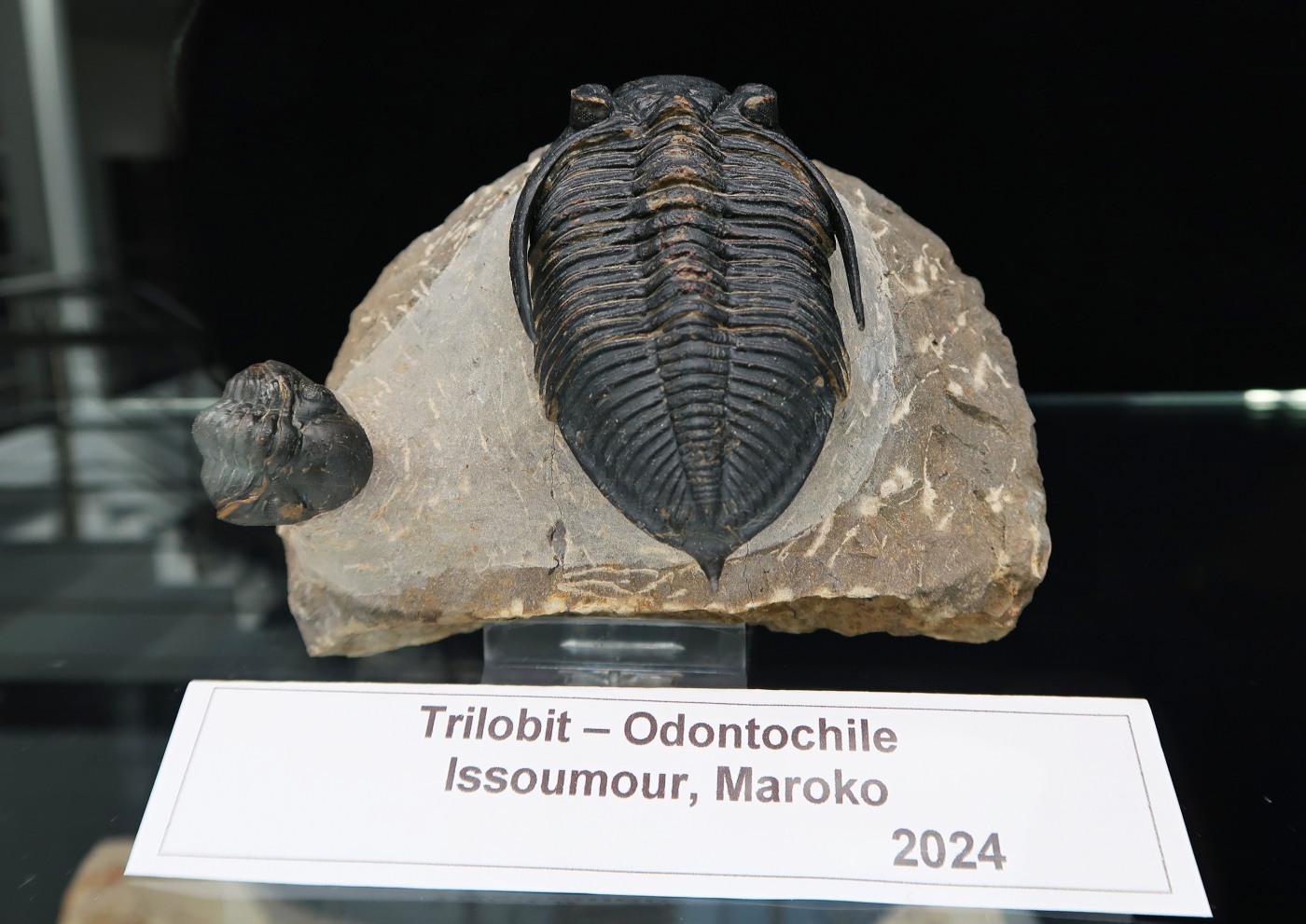 Hlava ještěra i trilobiti. Galerii minerálů doplnily africké nálezy