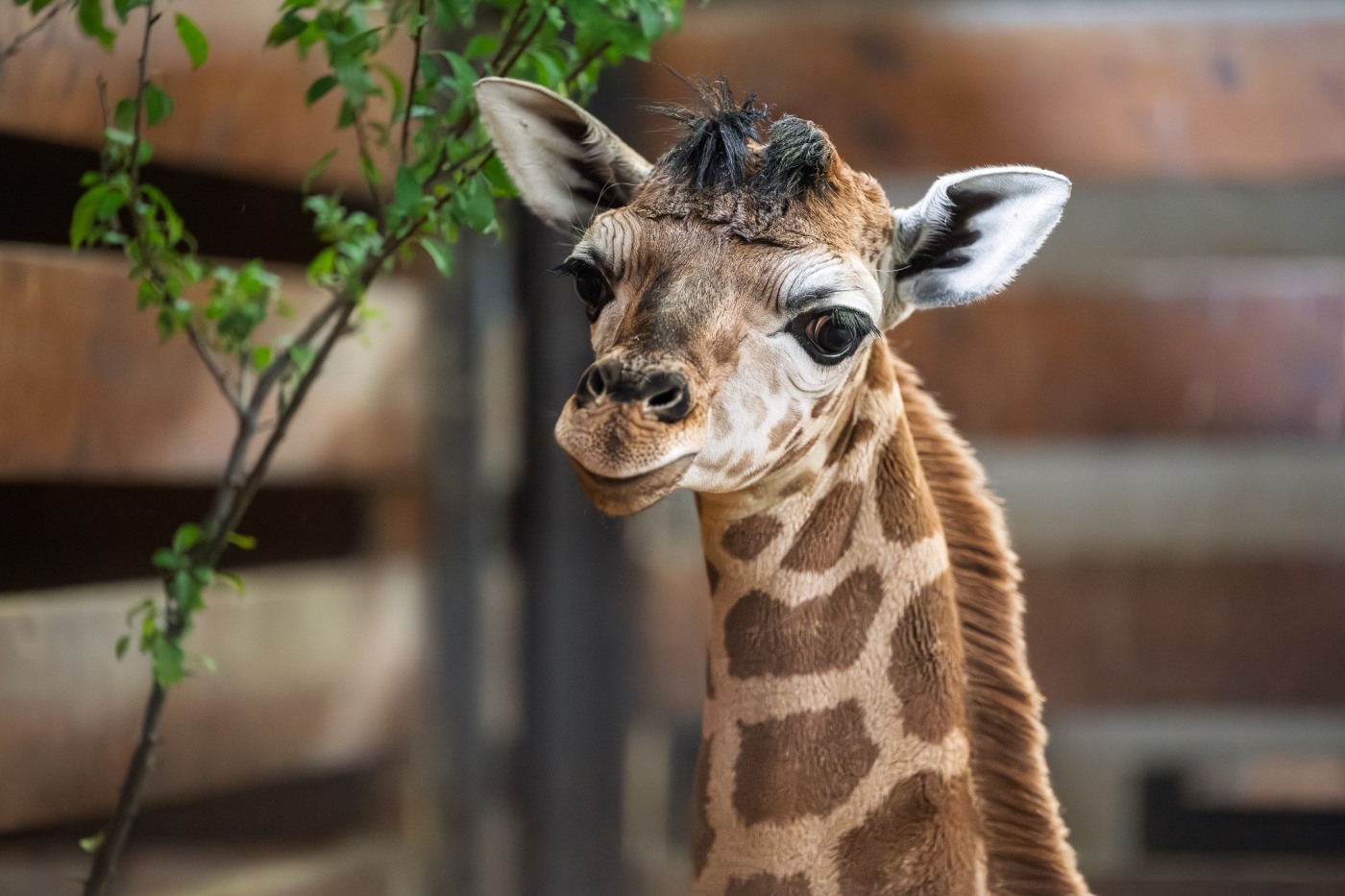 Safari park se raduje z dalšího mláděte žirafy Rothschildovy