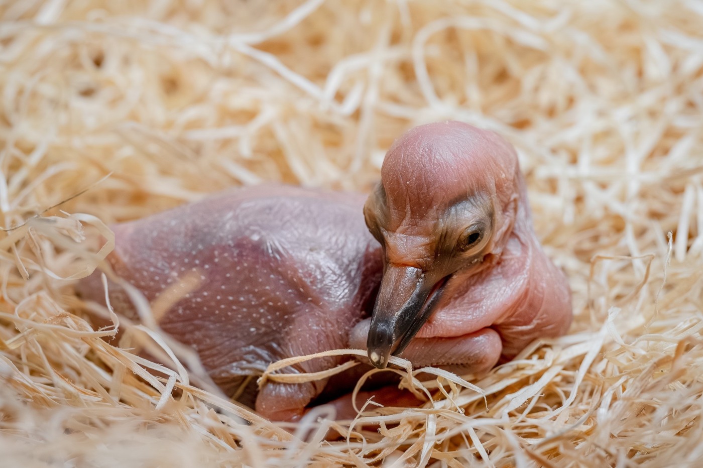 Prvním letošním mládětem v safari parku je pelikán bílý